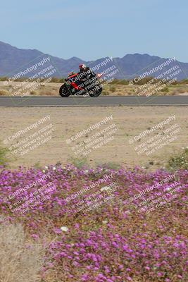 media/Mar-12-2023-SoCal Trackdays (Sun) [[d4c8249724]]/Turn 15 Inside Bloom (130pm)/